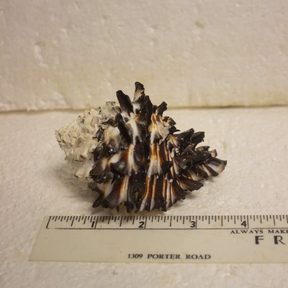 Murex Radix or Root Murex Sea Shell Dark Browns Black and White